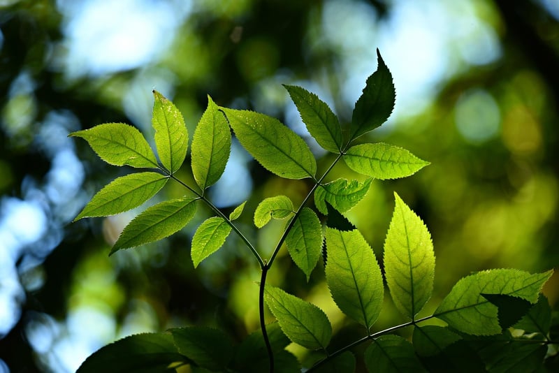 Vertical Garden Sunlight