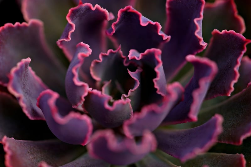 Jade Plant Succulent