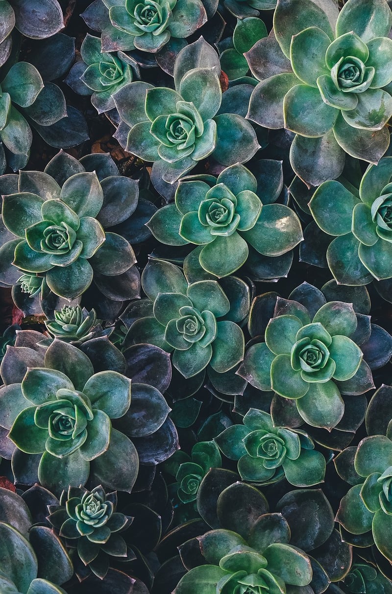 Sedum Succulent